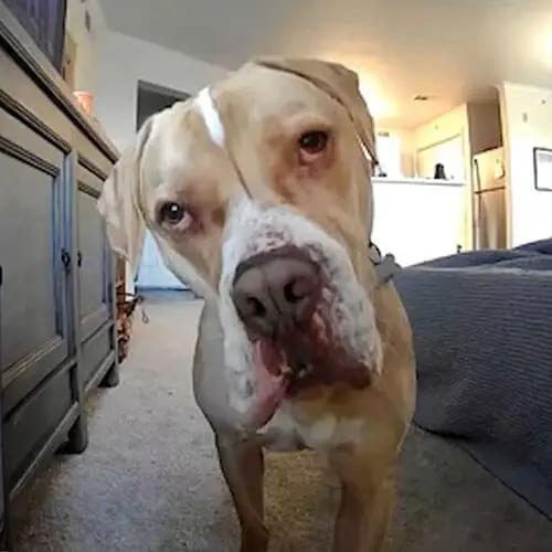 Pets Monitoring